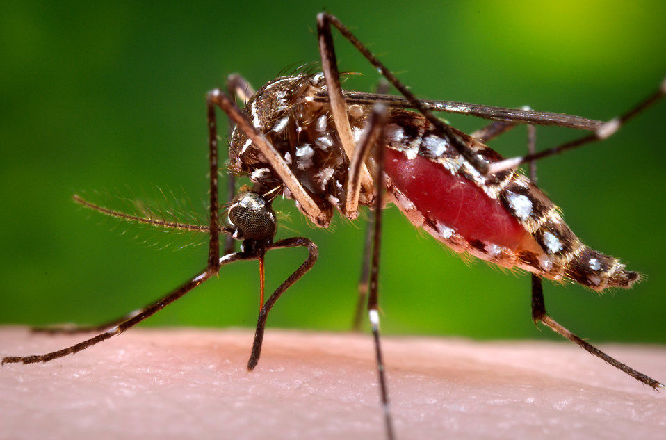 Mosquitos